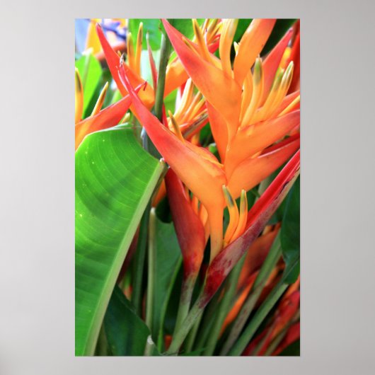 Poster Florales d'Heliconia Tropical (Devant)