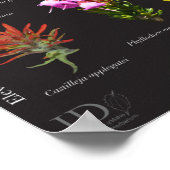 Poster Flore alpine de Sawtooth (Coin)