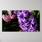 Poster Flore de printemps Blue Hyacinth II (Devant)