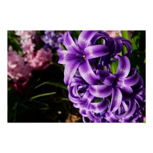 Poster Flore de printemps Blue Hyacinth II (Devant)