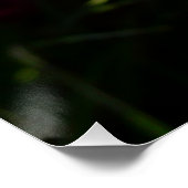 Poster Flore de printemps Blue Hyacinth II (Coin)