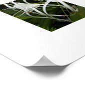 Poster Flore florale de l'araignée blanche (Coin)