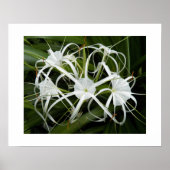 Poster Flore florale de l'araignée blanche (Devant)