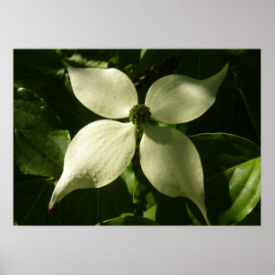 Poster Flore printanière du Dogwood illuminé