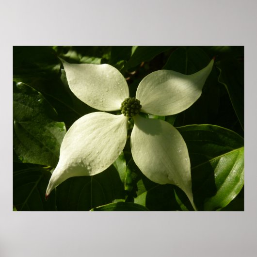Poster Flore printanière du Dogwood illuminé (Devant)