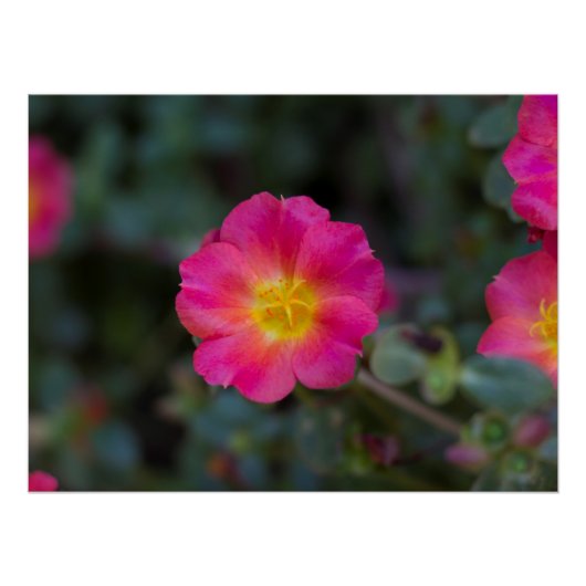 Poster Flore Purslane Exotique (Devant)