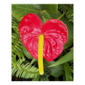 Poster Flore rouge Laceleaf (Devant)