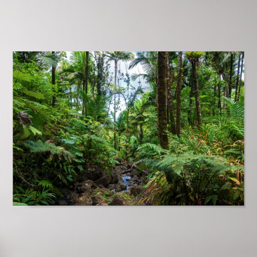 Poster Flore tropicale de la forêt tropicale de el yunque (Devant)