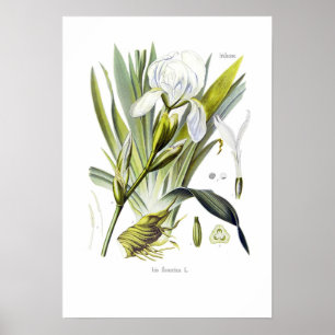 Poster Florentina d'iris