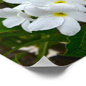 Poster Flores de la Plumeria blanche (Coin)