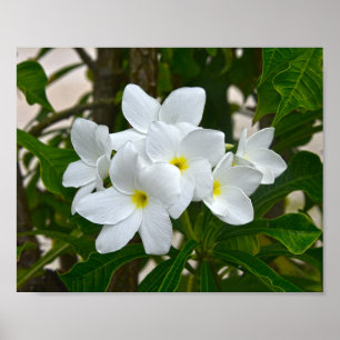 Poster Flores de la Plumeria blanche