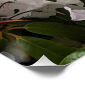 Poster Flores de Rhododendron blanc et de clôture de bamb (Coin)