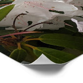 Poster Flores de Rhododendron blanc et de clôture de bamb (Coin)
