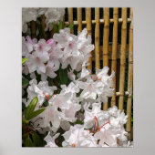 Poster Flores de Rhododendron blanc et de clôture de bamb (Devant)