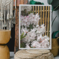 Flores de Rhododendron blanc et de clôture de bamb