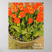 Poster Floriade Canberra festival de fleurs imprimer tuli (Devant)