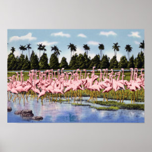 Poster Florida Flock of Coral Flamants roses