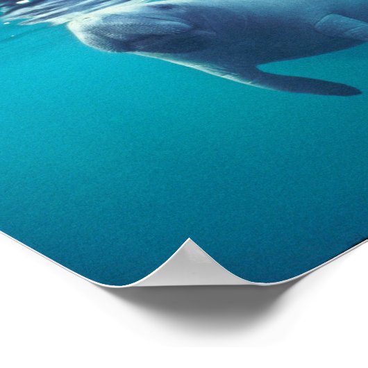 Poster Florida Manatee (Coin)