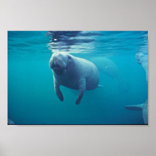 Poster Florida Manatee