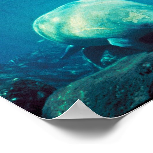 Poster Florida Manatee (Coin)