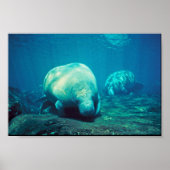 Poster Florida Manatee (Devant)