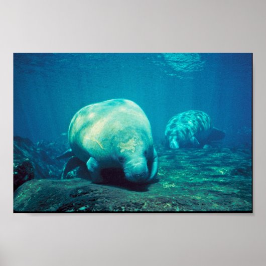 Poster Florida Manatee (Devant)
