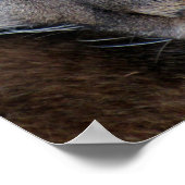 Poster Florida Panther (4071) (Coin)