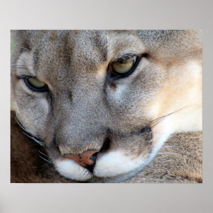 Poster Florida Panther (4071)