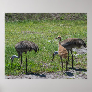 Poster Florida Sandhill Cranes Nature Photograph