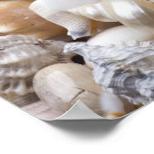 Poster Florida Sea Shell Arrière - plan - Beach Shells Cu (Coin)