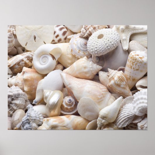 Poster Florida Sea Shell Arrière - plan - Beach Shells Cu (Devant)