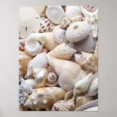 Poster Florida Sea Shell Arrière - plan - Beach Shells Cu (Devant)
