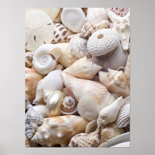 Poster Florida Sea Shell Arrière - plan - Beach Shells Cu (Devant)
