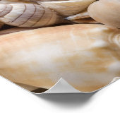 Poster Florida Sea Shell Arrière - plan - Beach Shells Cu (Coin)