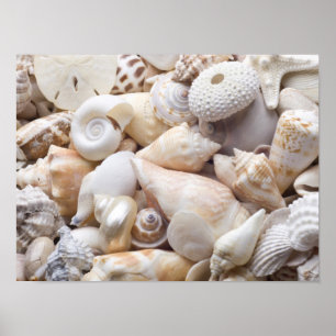 Poster Florida Sea Shell Background - Beach Shells Custom