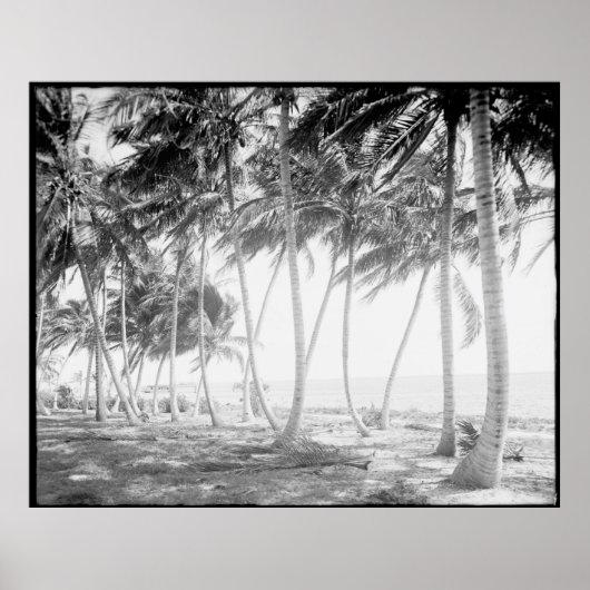 Poster Floride noire et blanche Palmiers Photographie (Devant)