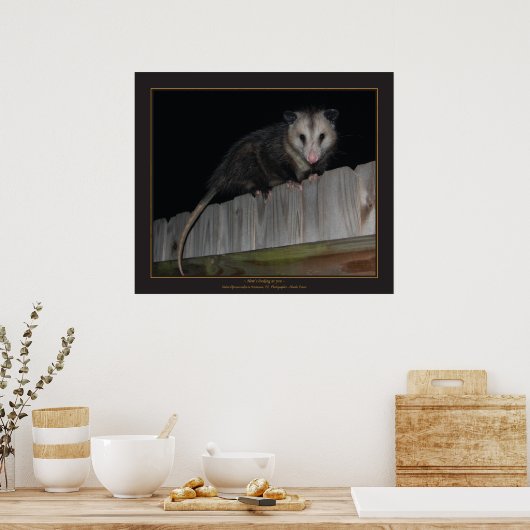 Poster Floride Opossum (Cuisine)