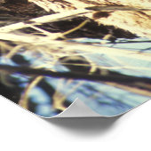 Poster Floride Panther (Coin)