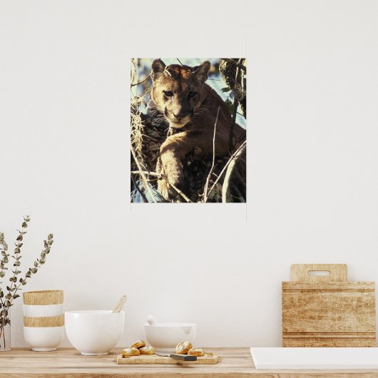Poster Floride Panther (Cuisine)