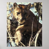Poster Floride Panther (Devant)