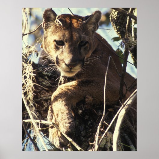 Poster Floride Panther (Devant)