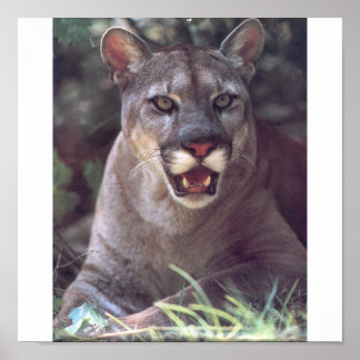 Poster Floride Panther
