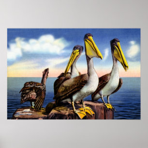 Poster Floride Pelicans assis sur un Pilotage en bois