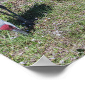 Poster Floride Sandhill Cranes famille photo (Coin)