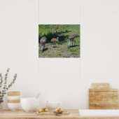 Poster Floride Sandhill Cranes famille photo (Cuisine)