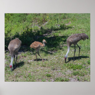 Poster Floride Sandhill Cranes famille photo