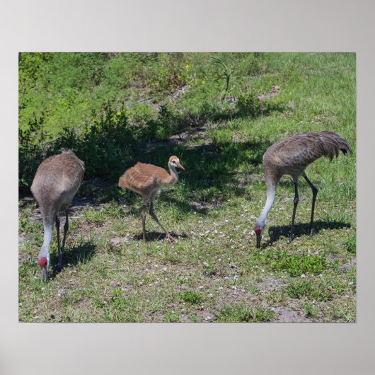 Poster Floride Sandhill Cranes famille photo (Devant)