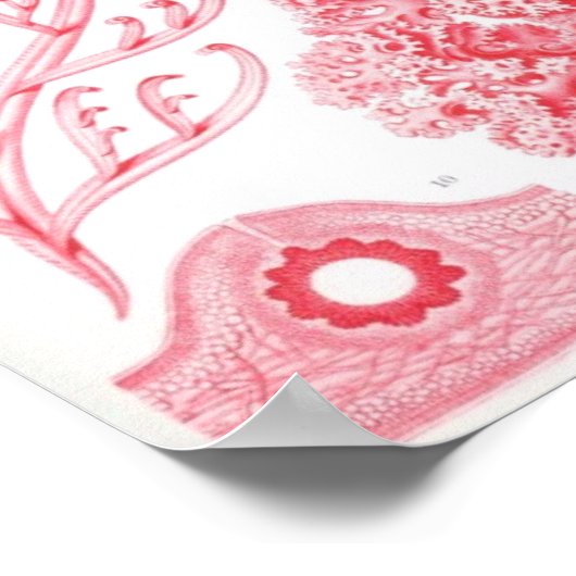 Poster Florideae (Coin)