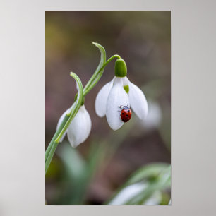 Poster Flower Art Ladybug Gallery Flower Garden ArtFlower