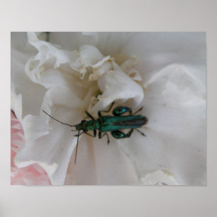 Poster Flower Beetle Print